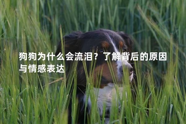 狗狗为什么会流泪？了解背后的原因与情感表达