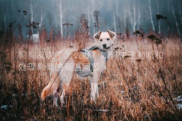 狗狗发烧了怎么办？如何快速判断和处理狗狗的高温问题