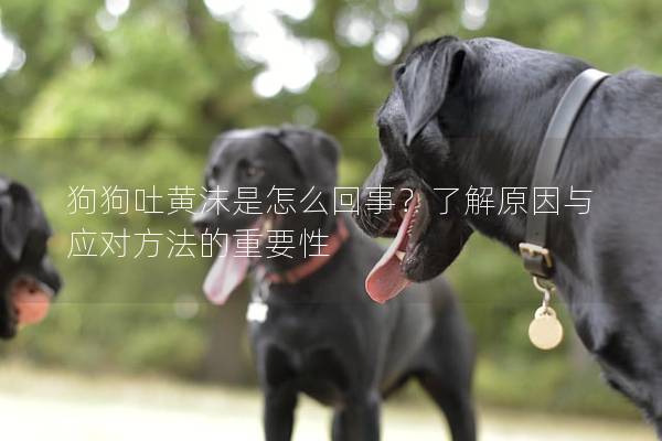 狗狗吐黄沫是怎么回事？了解原因与应对方法的重要性