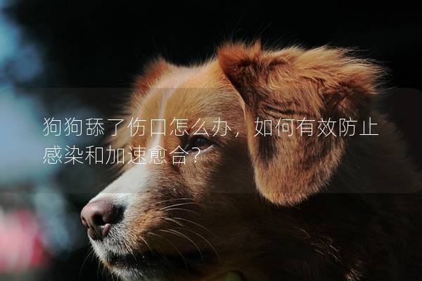 狗狗舔了伤口怎么办，如何有效防止感染和加速愈合？