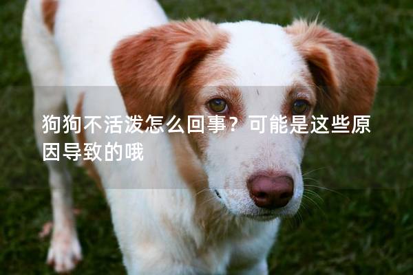 狗狗不活泼怎么回事？可能是这些原因导致的哦