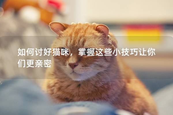 如何讨好猫咪，掌握这些小技巧让你们更亲密