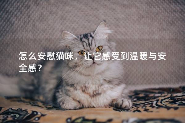 怎么安慰猫咪，让它感受到温暖与安全感？