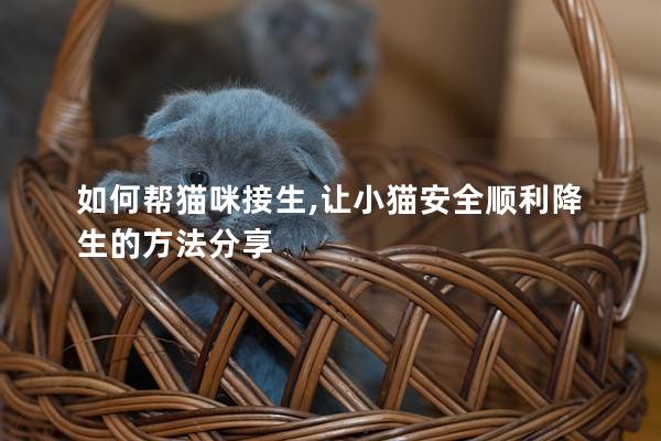 如何帮猫咪接生,让小猫安全顺利降生的方法分享