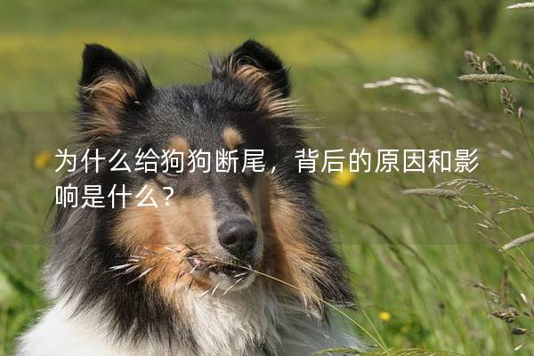 为什么给狗狗断尾，背后的原因和影响是什么？