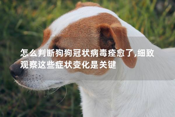 怎么判断狗狗冠状病毒痊愈了,细致观察这些症状变化是关键