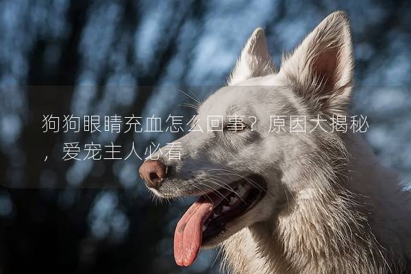 狗狗眼睛充血怎么回事？原因大揭秘，爱宠主人必看