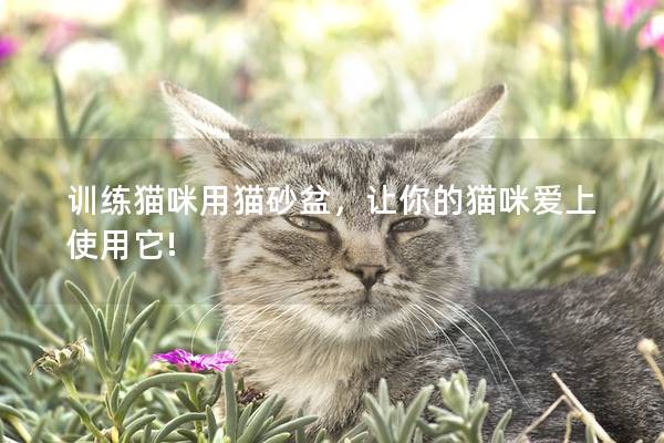 训练猫咪用猫砂盆，让你的猫咪爱上使用它!