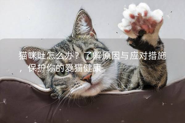 猫咪吐怎么办？了解原因与应对措施，保护你的爱猫健康