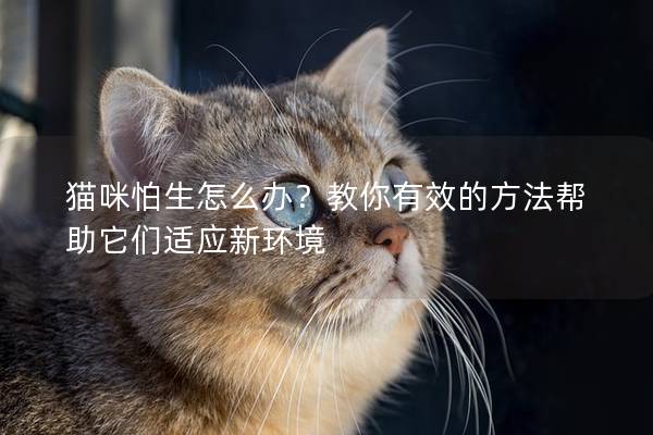 猫咪怕生怎么办？教你有效的方法帮助它们适应新环境
