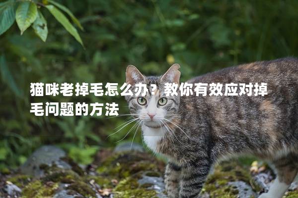 猫咪老掉毛怎么办？教你有效应对掉毛问题的方法