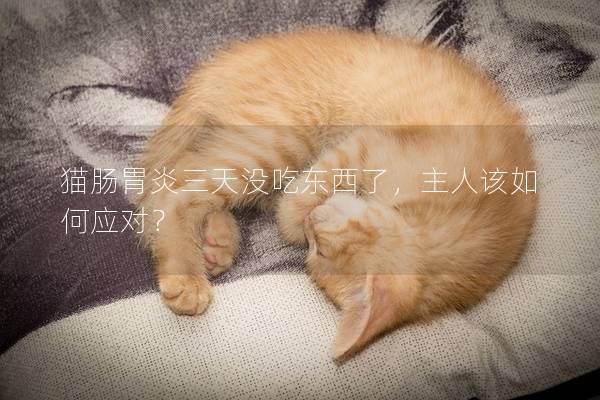 猫肠胃炎三天没吃东西了，主人该如何应对？