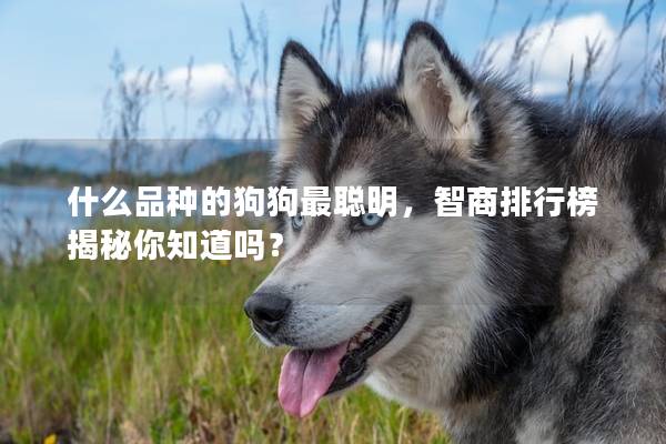 什么品种的狗狗最聪明，智商排行榜揭秘你知道吗？