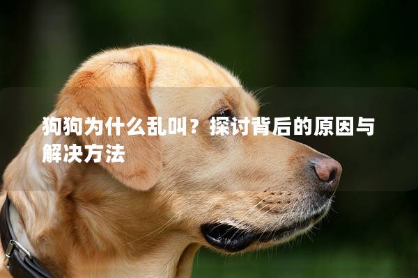 狗狗为什么乱叫？探讨背后的原因与解决方法