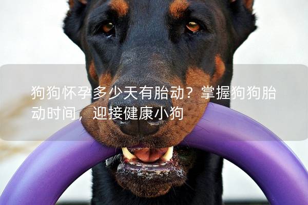 狗狗怀孕多少天有胎动？掌握狗狗胎动时间，迎接健康小狗