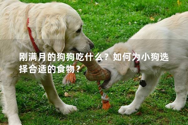 刚满月的狗狗吃什么？如何为小狗选择合适的食物？