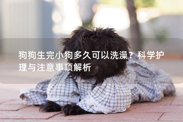 狗狗生完小狗多久可以洗澡？科学护理与注意事项解析