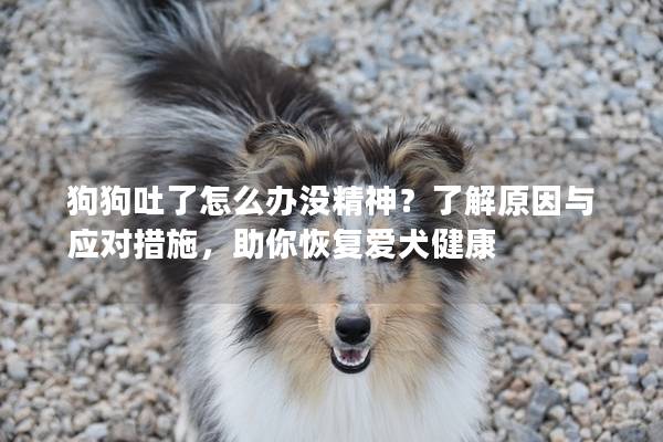 狗狗吐了怎么办没精神？了解原因与应对措施，助你恢复爱犬健康