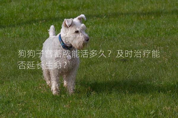 狗狗子宫蓄脓能活多久？及时治疗能否延长生命？
