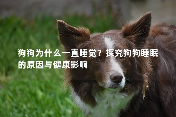 狗狗为什么一直睡觉？探究狗狗睡眠的原因与健康影响