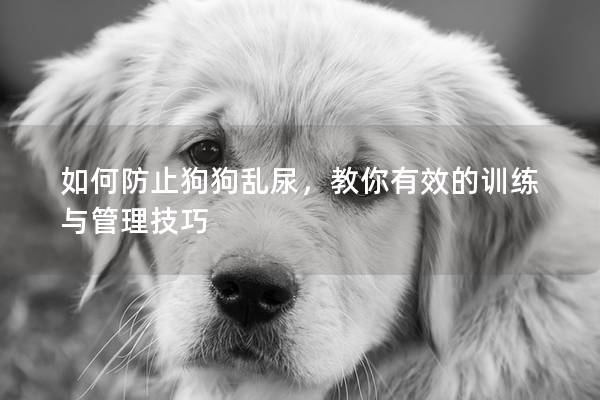 如何防止狗狗乱尿，教你有效的训练与管理技巧