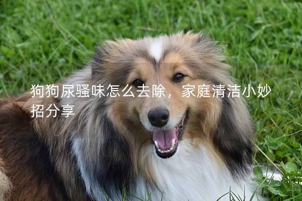 狗狗尿骚味怎么去除，家庭清洁小妙招分享