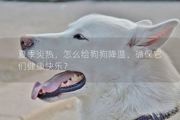 夏季炎热，怎么给狗狗降温，确保它们健康快乐？