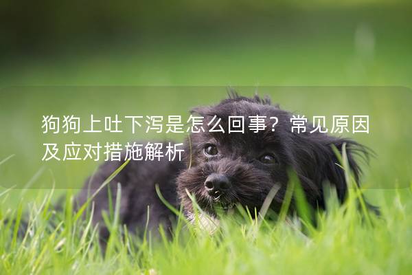 狗狗上吐下泻是怎么回事？常见原因及应对措施解析