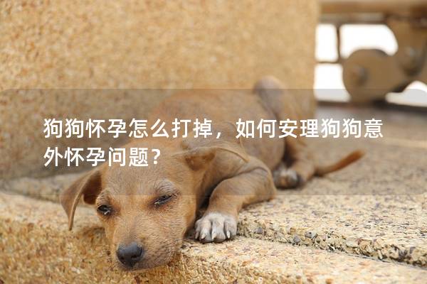狗狗怀孕怎么打掉，如何安理狗狗意外怀孕问题？