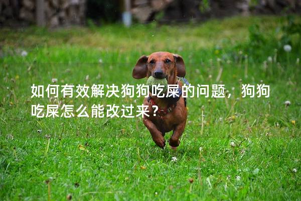 如何有效解决狗狗吃屎的问题，狗狗吃屎怎么能改过来？