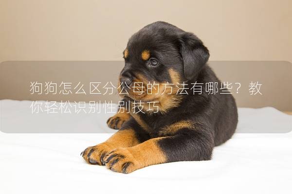 狗狗怎么区分公母的方法有哪些？教你轻松识别性别技巧