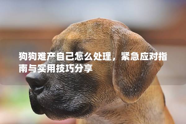 狗狗难产自己怎么处理，紧急应对指南与实用技巧分享