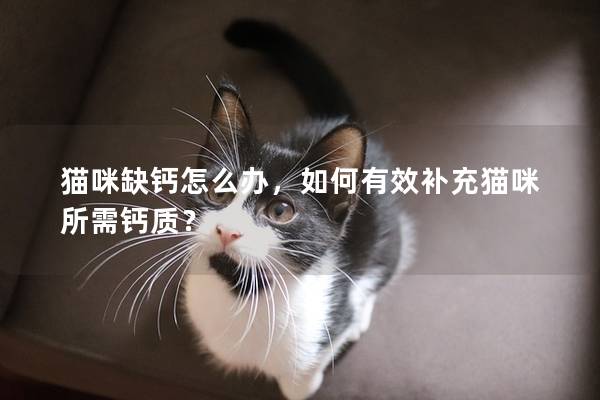 猫咪缺钙怎么办，如何有效补充猫咪所需钙质？