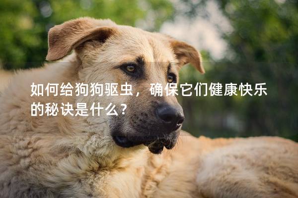 如何给狗狗驱虫，确保它们健康快乐的秘诀是什么？