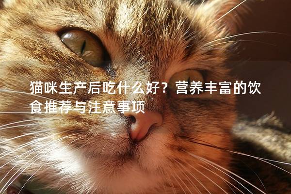 猫咪生产后吃什么好？营养丰富的饮食推荐与注意事项