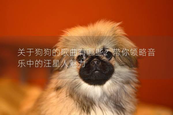 关于狗狗的歌曲有哪些？带你领略音乐中的汪星人魅力