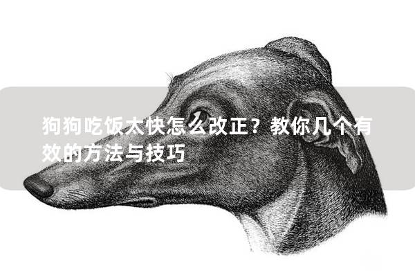 狗狗吃饭太快怎么改正？教你几个有效的方法与技巧