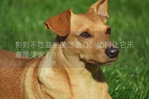 狗狗不吃益生菌怎么办，如何让它乐意接受呢？