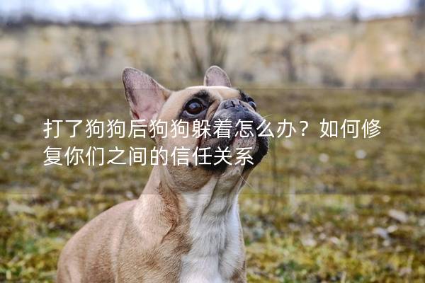 打了狗狗后狗狗躲着怎么办？如何修复你们之间的信任关系