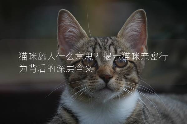 猫咪舔人什么意思？揭示猫咪亲密行为背后的深层含义