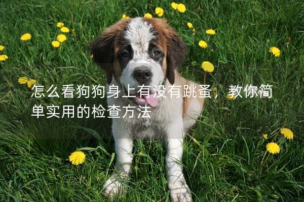 怎么看狗狗身上有没有跳蚤，教你简单实用的检查方法