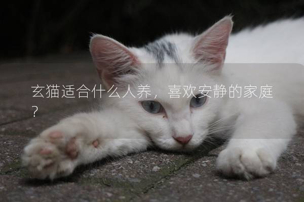 玄猫适合什么人养，喜欢安静的家庭？