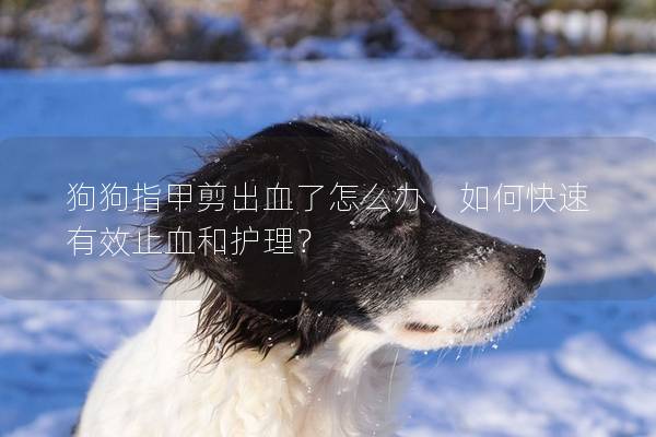 狗狗指甲剪出血了怎么办，如何快速有效止血和护理？