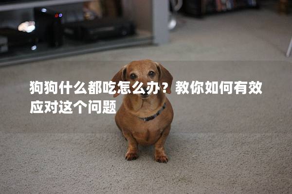 狗狗什么都吃怎么办？教你如何有效应对这个问题