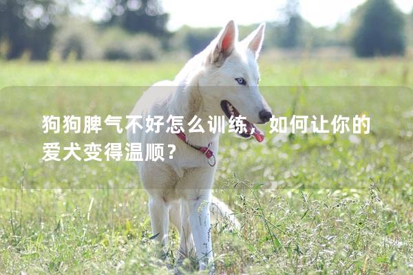 狗狗脾气不好怎么训练，如何让你的爱犬变得温顺？