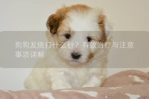 狗狗发烧打什么针？有效治疗与注意事项详解