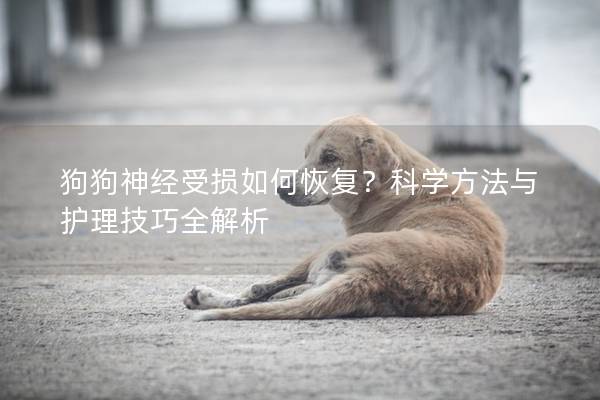 狗狗神经受损如何恢复？科学方法与护理技巧全解析