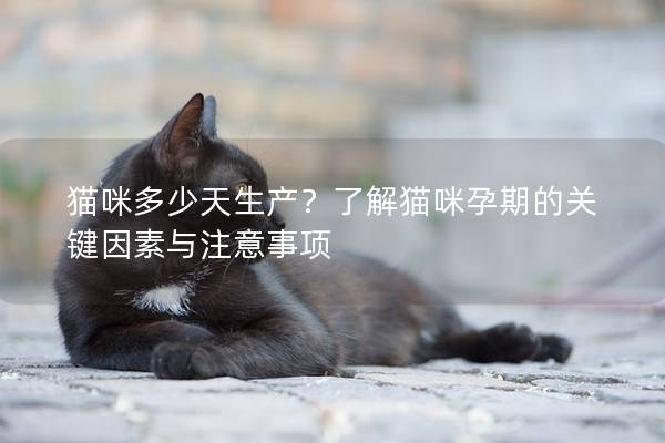 猫咪多少天生产？了解猫咪孕期的关键因素与注意事项