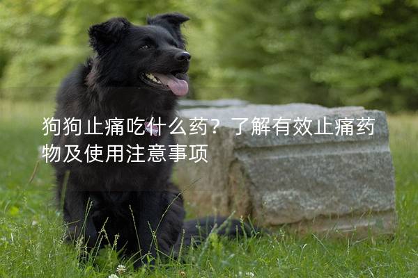 狗狗止痛吃什么药？了解有效止痛药物及使用注意事项