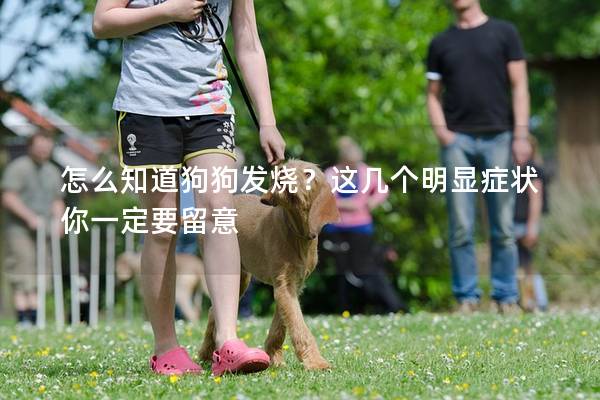 怎么知道狗狗发烧？这几个明显症状你一定要留意